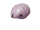Female sheargrub-pikmin