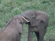AFRICAN ELEPHANTS