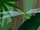 Great Pondhawk-wild kratts