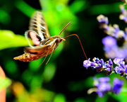 Hummingbird Moth (9687769149)