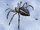 Silver spider