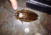 Giant cockroach1