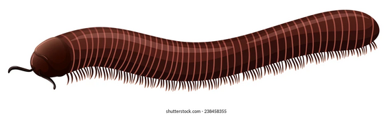 Illustration-small-millipede-260nw-238458355