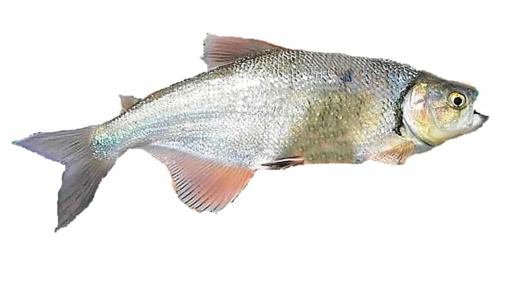 Molly machacasplash and bubbles amazon New ideas by Matt Weaver Wiki