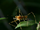 Assassin bug preview 1-monster bug wars