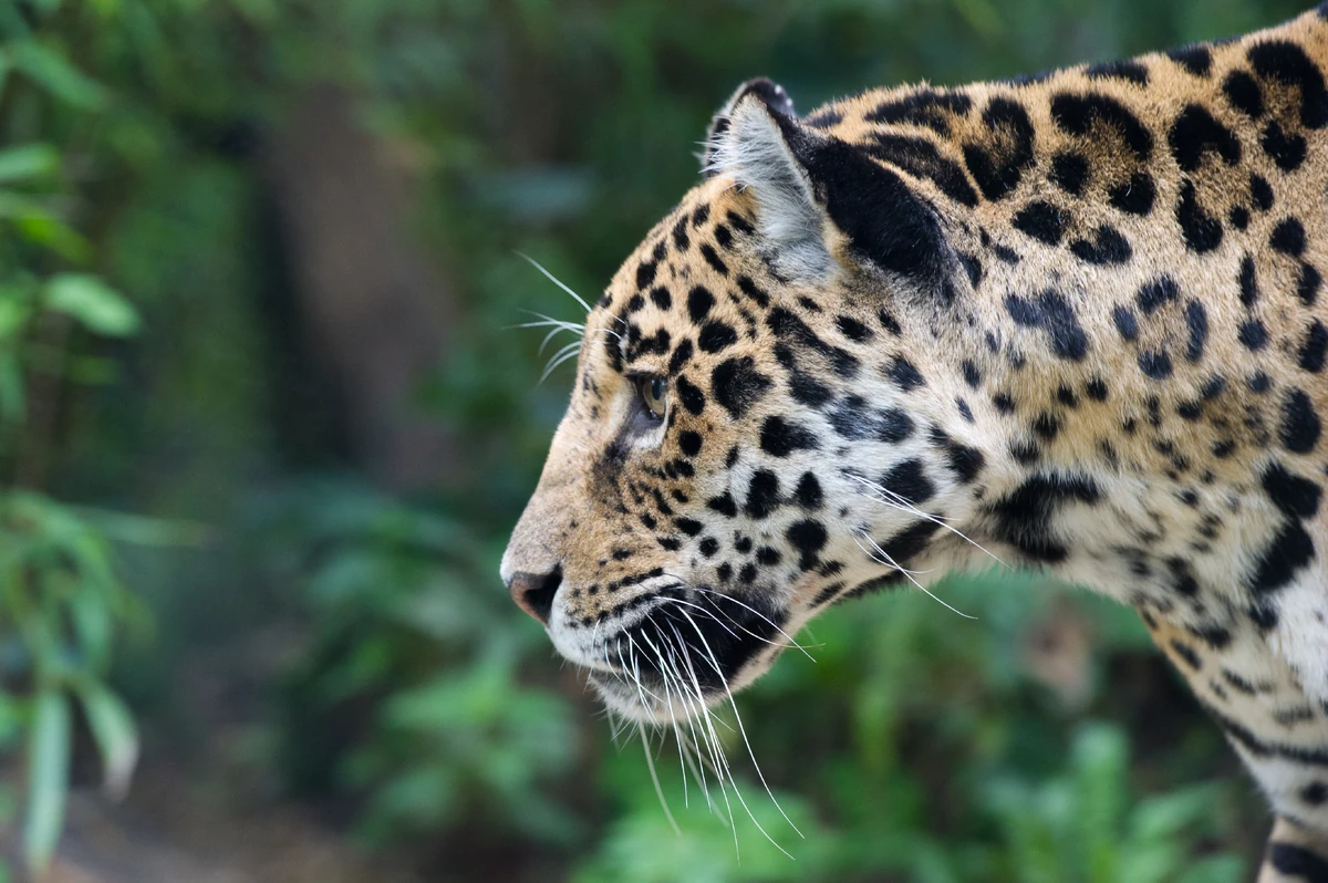 JAGUARS = Ultimate Book of Spells REBOOT New ideas by Matt Weaver