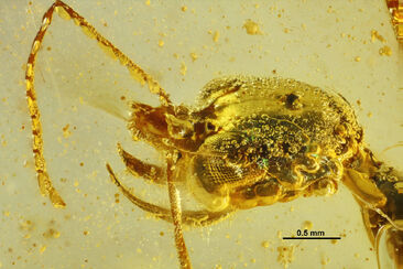 Aquilomyrmex huangi FANTWEB00036 head left