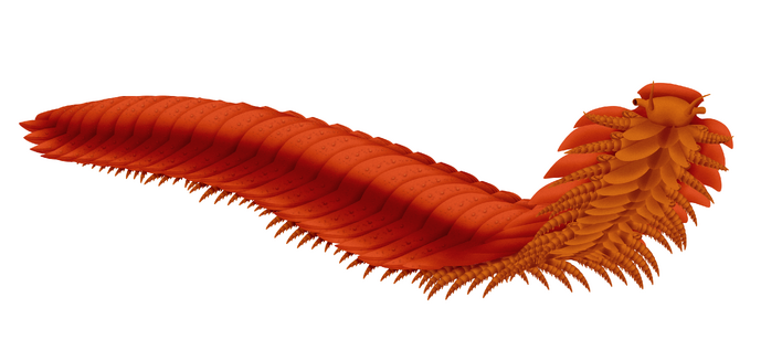 Arthropleura reconstruction