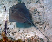 Dasyatis americana (southern stingray)1