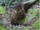 Agouti Arnie-splash and bubbles amazon