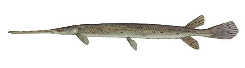 ロングノーズガーLongnose gar頭骨 A