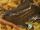 A giant snail who eats worms