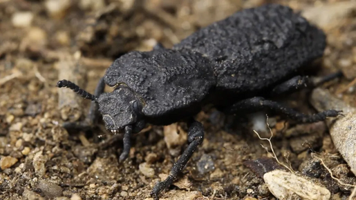 102020 mt ironclad-beetle feat