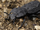 Ironclad beetle-zoboomafoo and you preview