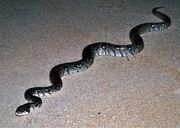 Madagascar Ground Boa 1