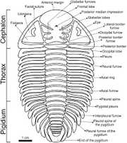 Metacryphaeus