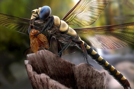 Meganeuropsis00