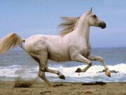 Cavallo