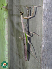 MBWS-mantis-Pseudovates - Diogo Luiz