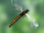 Falconfly