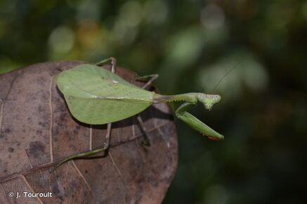 Amazon mantis