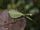 Mumford mantis-splash and bubbles amazon