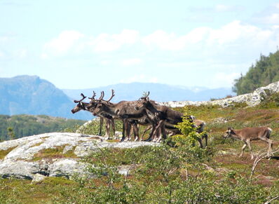 Villreindeer1