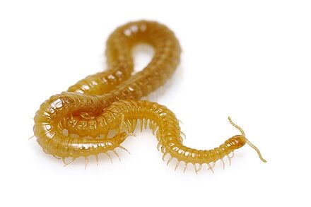 Western Yellow Centipede