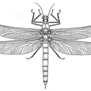 Meganisoptera-gigantic-dragonflies-adult-maximum-wing-span-73-cm-Reconstruction-based Q320