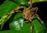 Banana-spider
