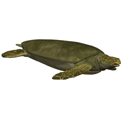 ANGOLACHELYS-2-13101254