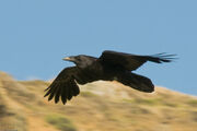 Common Raven in flight