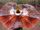 A frill a minute-Wild Kratts fanon