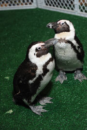 Penguins-wk new1