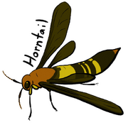 Horntail1