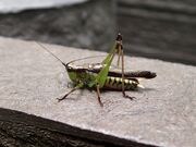 Black-kneed conehead katydid1