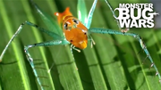 Candy-Cane Katydid