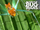 Katydid power-wild kratts