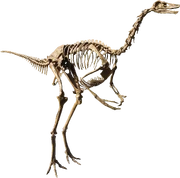 Struthiomimus isolated
