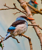BlueBreastedKingfisher