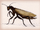 Cockroach mantis relatives-wild kratts