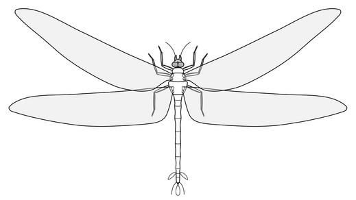 Meganeuropsis permiana
