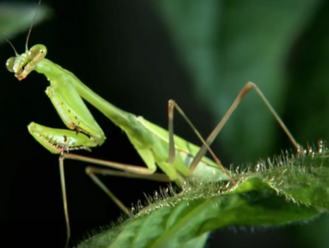 Slender necked Mantis