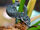 Alpha-lizard-power rangers bug wars