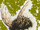 Furry maggot-fly