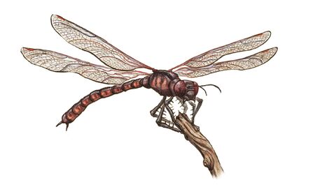 Prehistoric-Giant-Dragonfly-meganeura1