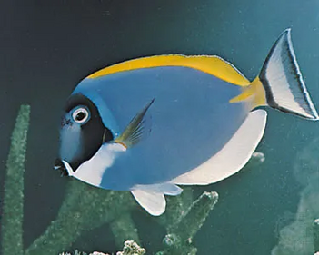 Surgeonfish