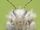 A Real Bug's life-mantis preview