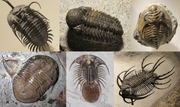 Trilobita Diversity (1)