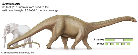 Dinosaur-Brontosaurus-size-elephant-favour-taxonomists-Emanuel-April-2015